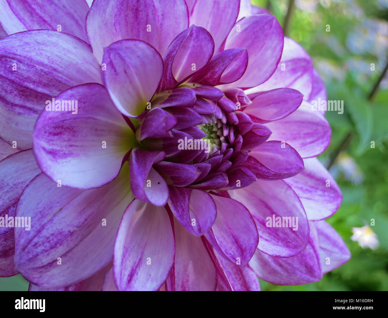 Nahaufnahme von lila Dahlie Blume an Monets Garten in Giverny, Frankreich Stockfoto