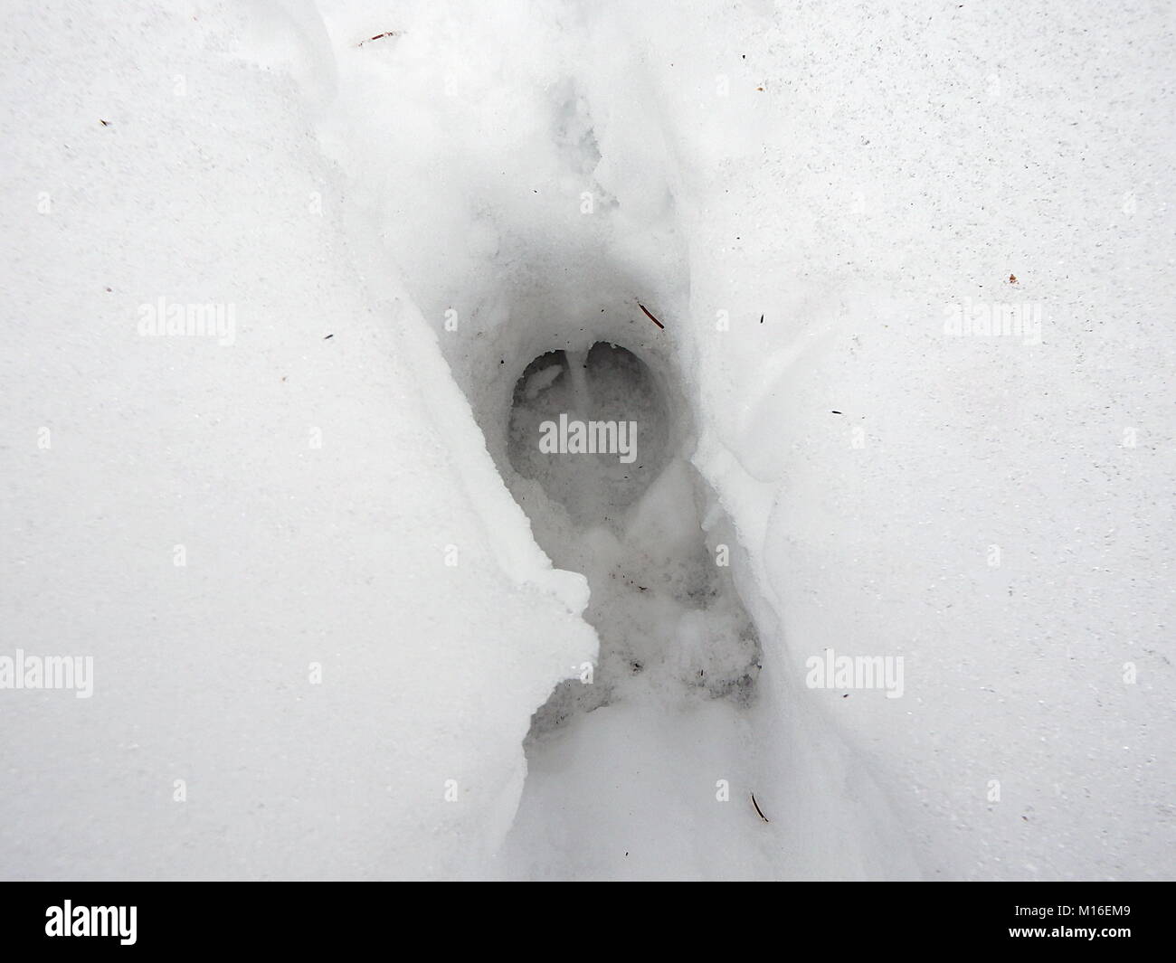 Rotwild Spur im Schnee (Cervus elaphus) Stockfoto