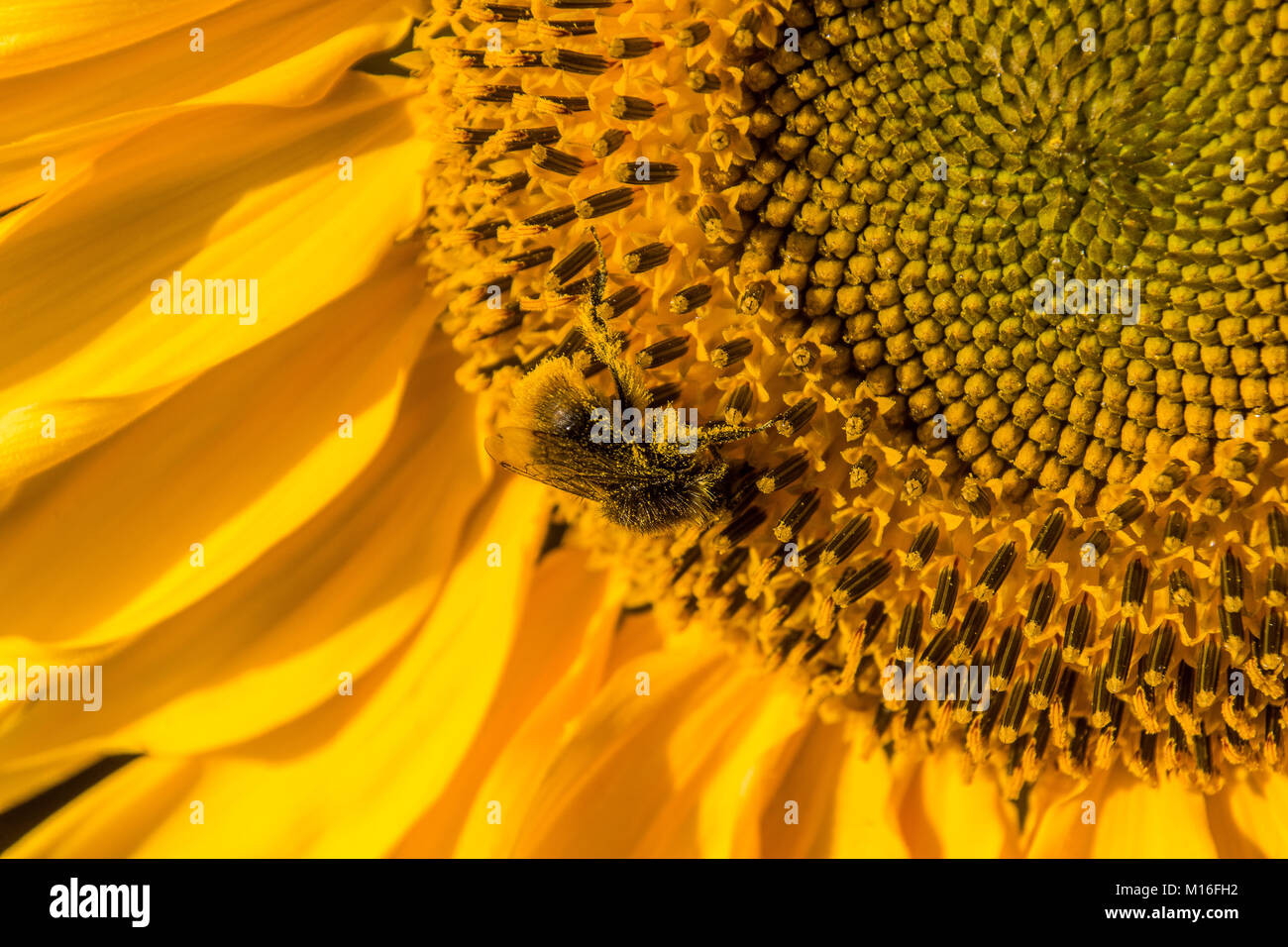 Bee Pollen sammeln von einer Sonnenblume Stockfoto