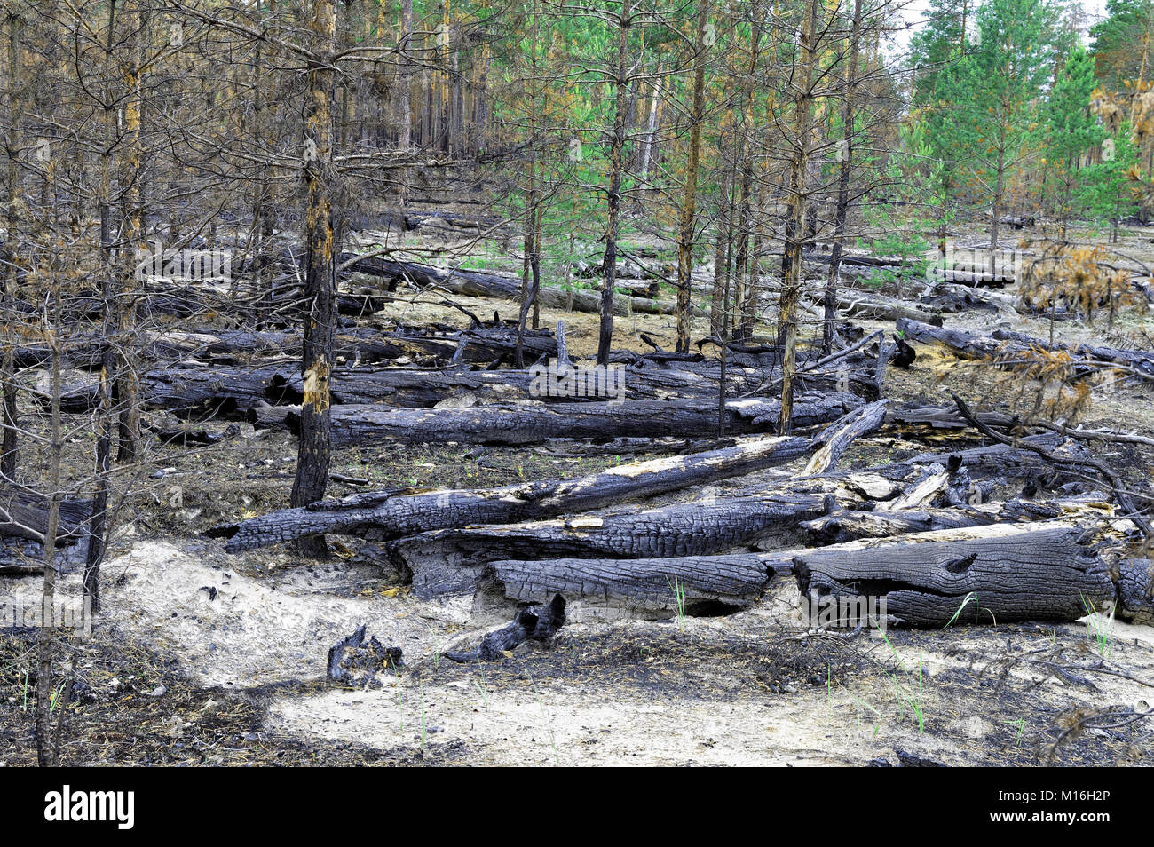Sibirien. Die Folgen eines Brandes im Wald Stockfoto