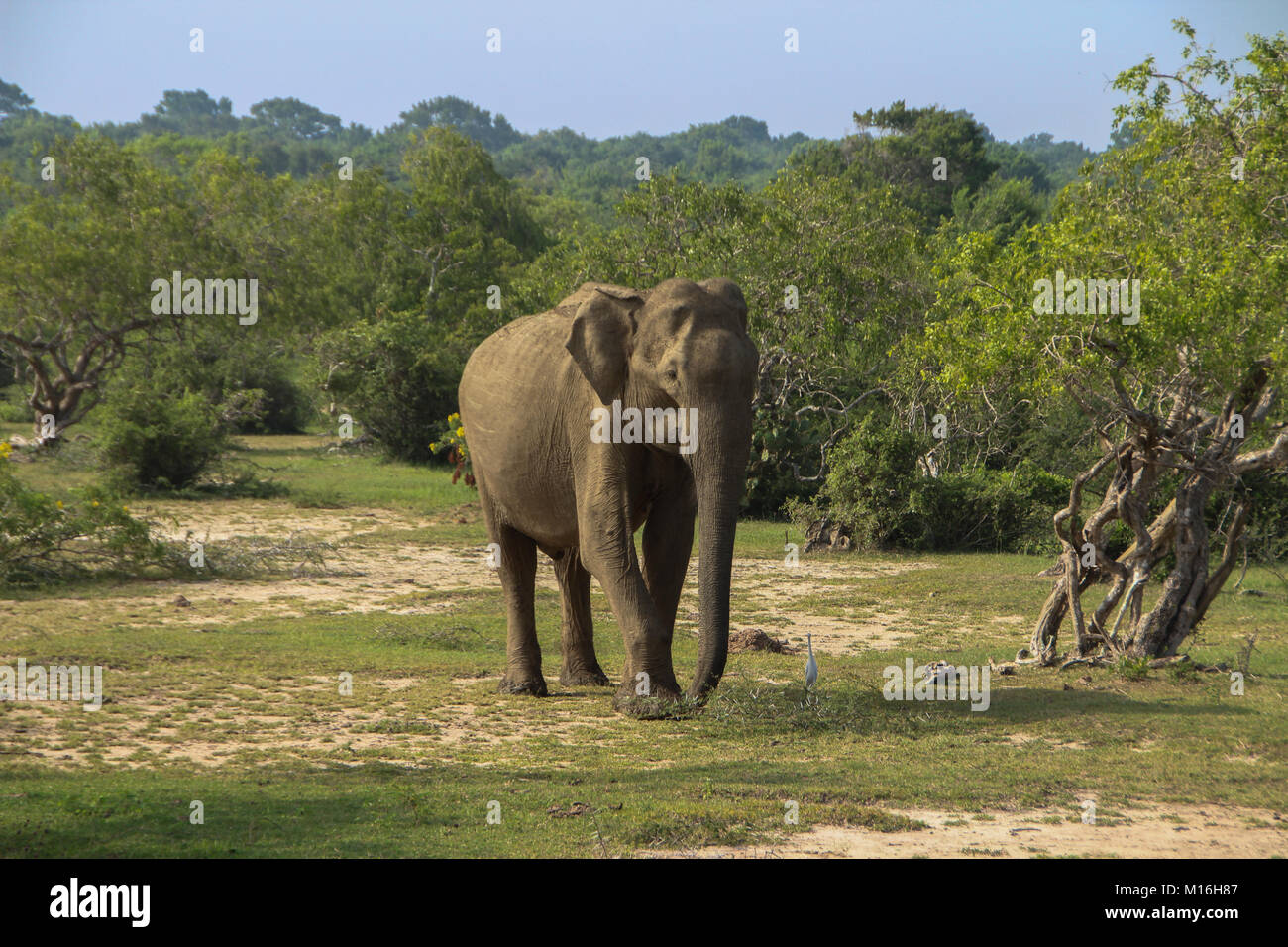 Elefanten in Sri Lanka Stockfoto