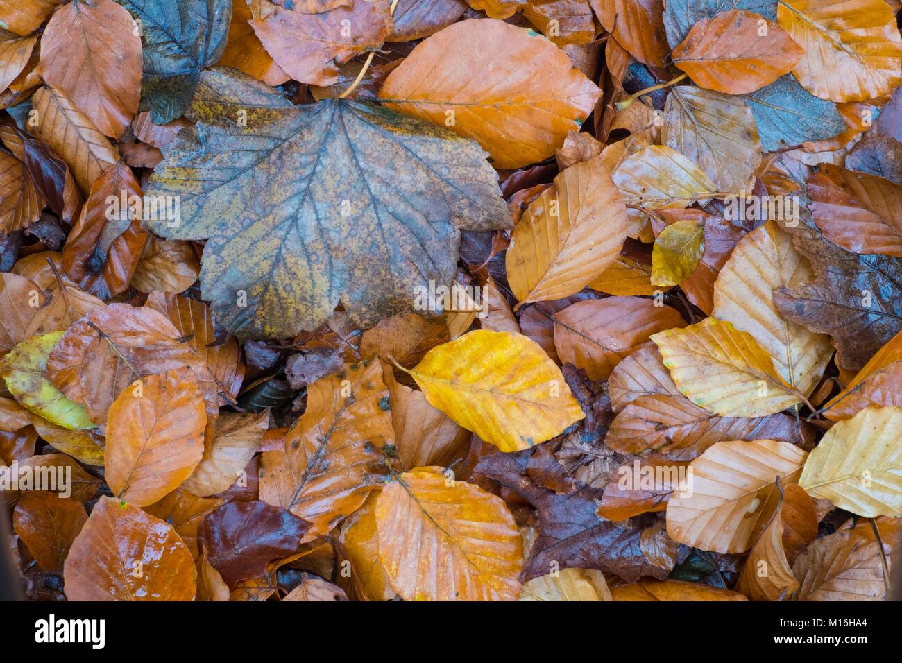 Laubbäumen Blätter auf Waldboden. Stockfoto