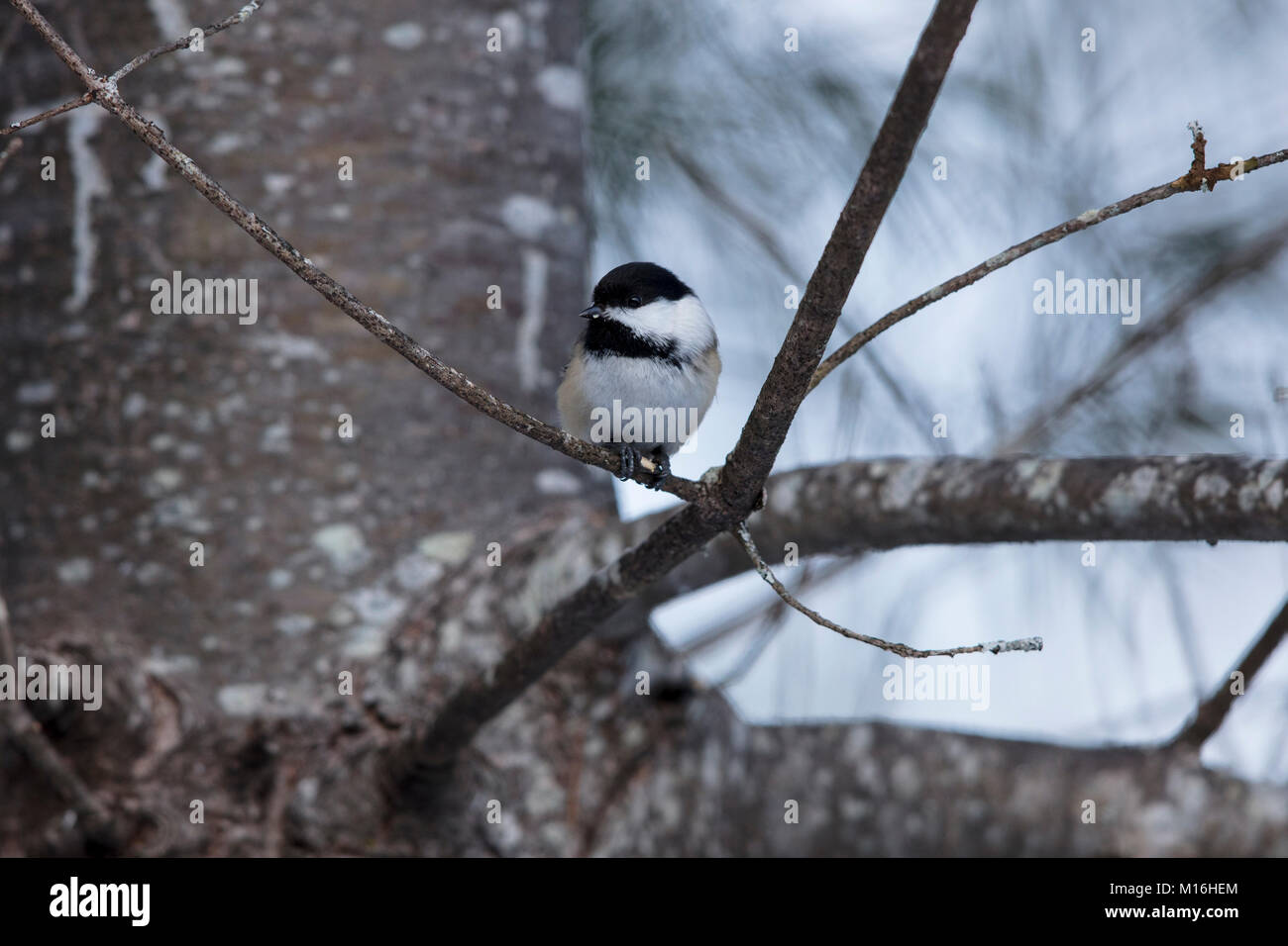 MAYNOOTH, ONTARIO, Kanada - 14. Januar 2018: Ein Black-capped chickadee (Poecile Atricapilla) im Winter. (Ryan Carter) Stockfoto