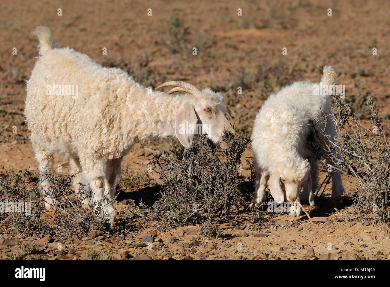 Angora-Ziegen auf einem ländlichen Afrikas Freilandhaltung Bauernhof Stockfoto