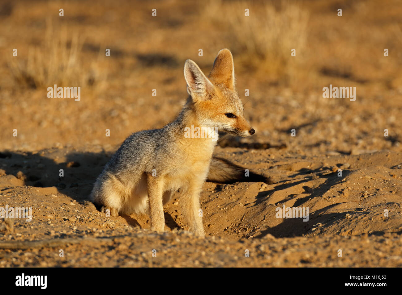 Cape Fox (Vulpes chama) im natürlichen Lebensraum, Kalahari Wüste, Südafrika Stockfoto