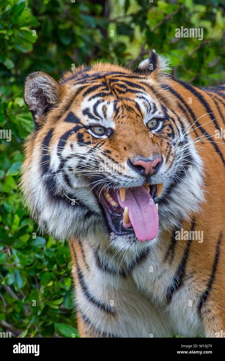 Schließen uo des Tiger stehend Mit herausgestreckter Zunge Stockfoto