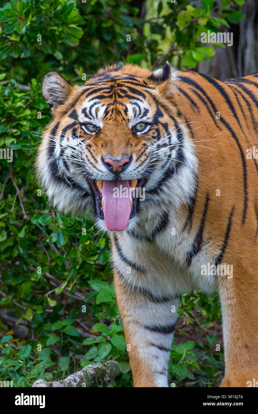Schließen uo des Tiger stehend Mit herausgestreckter Zunge Stockfoto