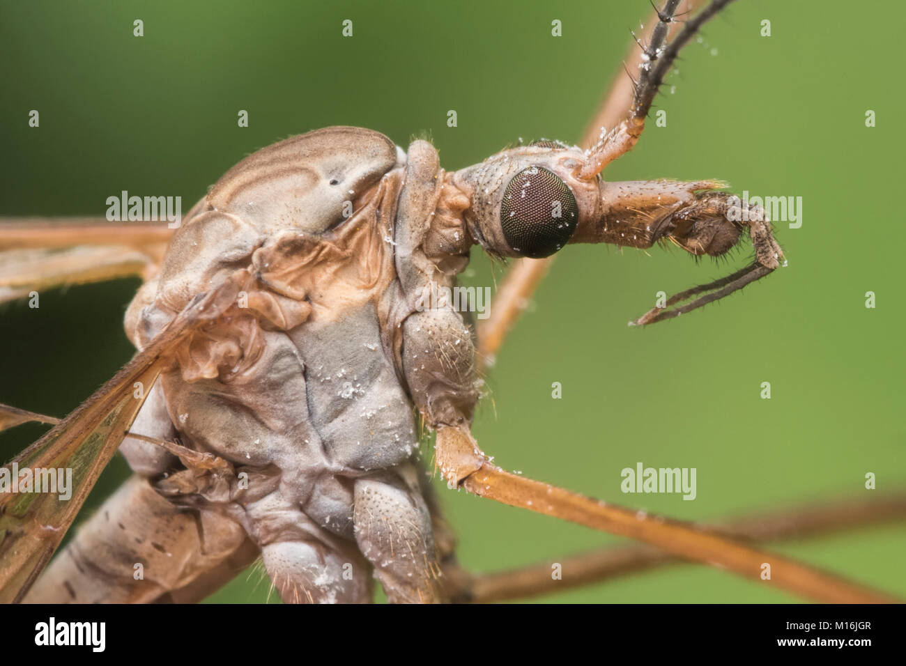 Nahaufnahme Makro Foto von einem Cranefly alias Daddy Long Legs (Tipula sp.) Kopf und Thorax detail. Cahir, Tipperary, Irland. Stockfoto