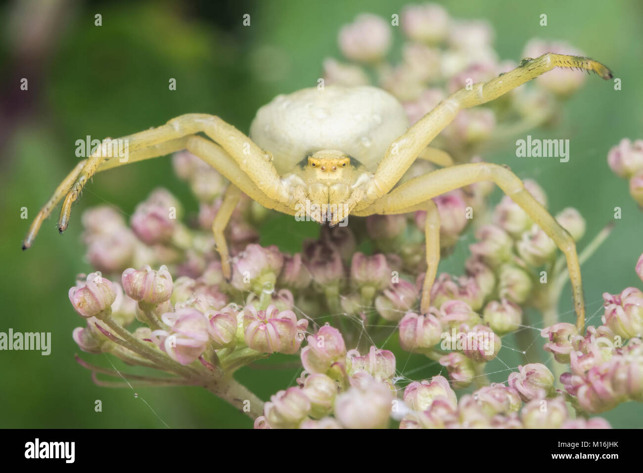 Frontalansicht einer Krabbe Spinne (Misumena vatia) im defensiven Modus auf einem umbellifer. Cahir, Tipperary, Irland. Stockfoto