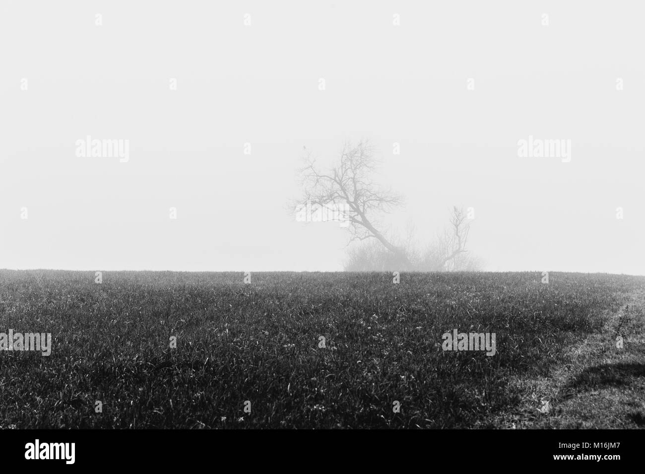 Isolierte Baum in einem nebligen Wetter, Monochrom, Luxemburg Stockfoto