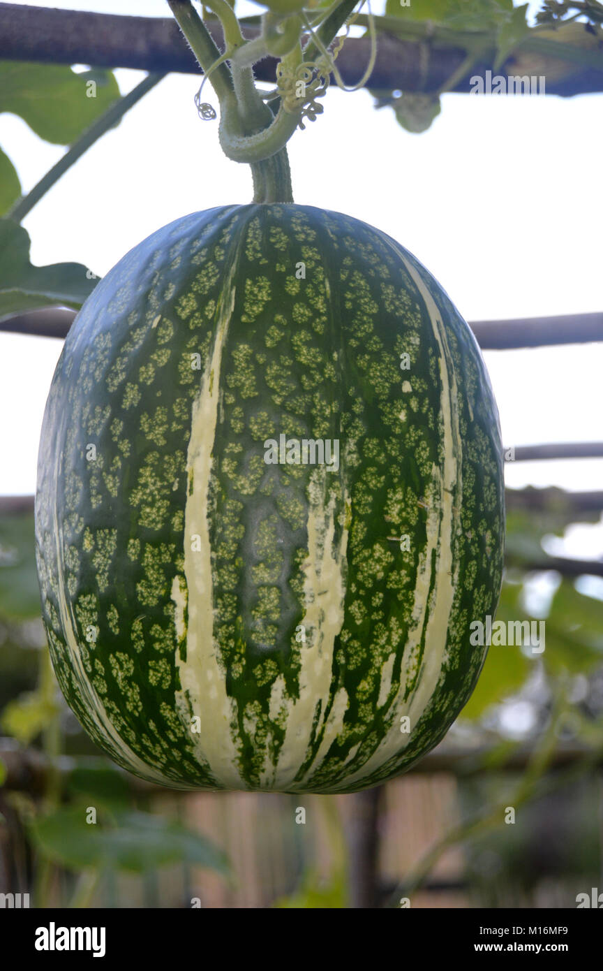 Chilacayote cucurbita ficifolia Fotos und Bildmaterial in hoher