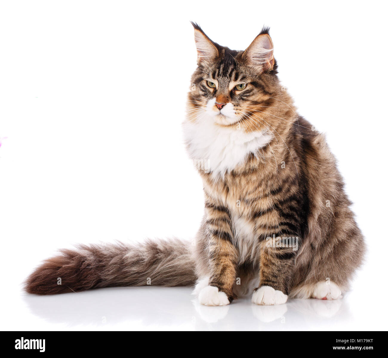 Maine Coon. Die größte Katze. Eine große Katze. Maine Coon ...