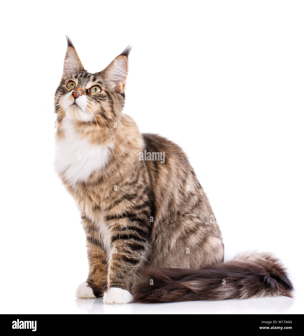 Maine Coon. Die größte Katze. Eine große Katze. Maine Coon ...