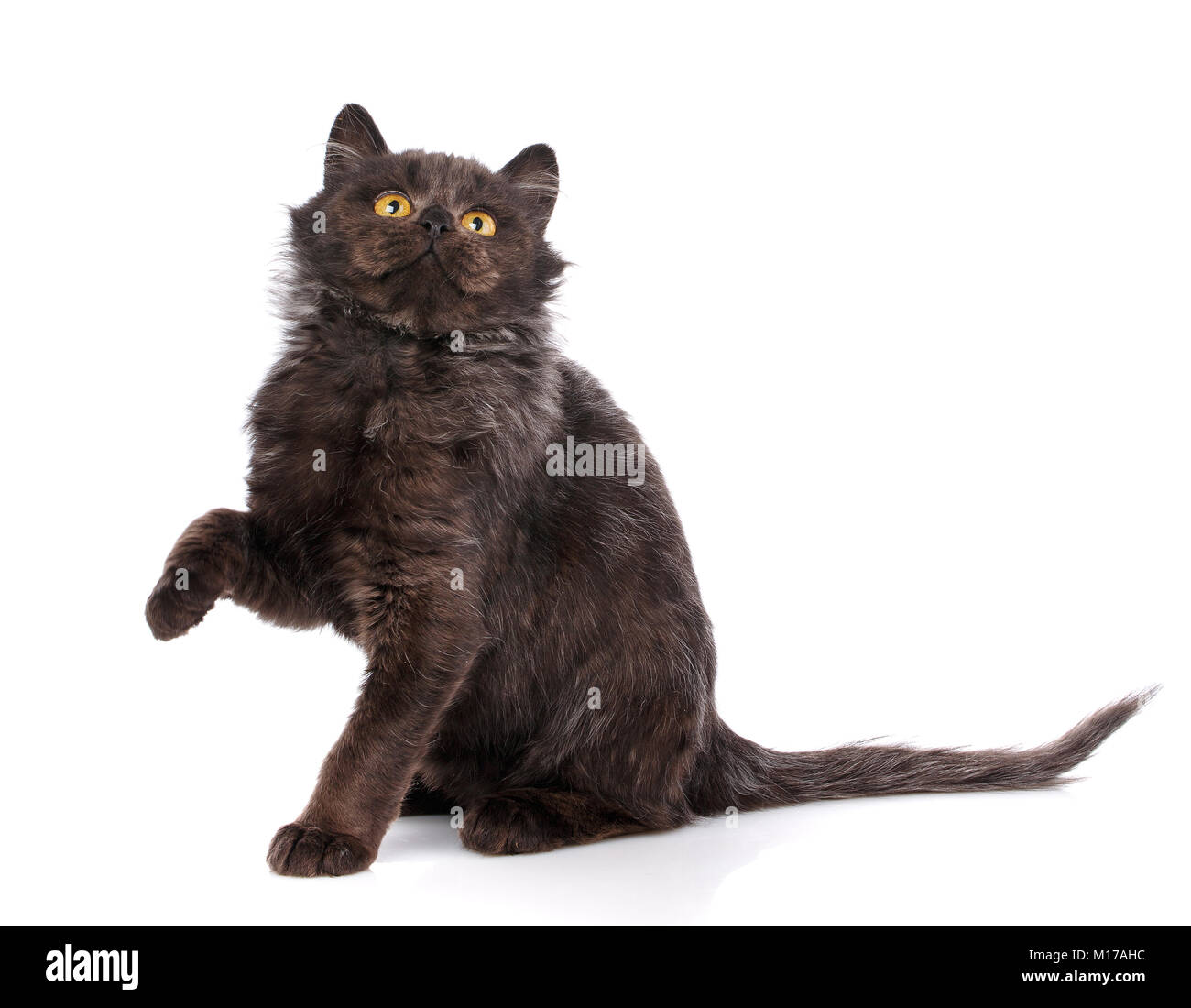 Ein verspielter schwarze Katze auf einem weißen Hintergrund. Nachfolge ist auf der Suche nach Zuflucht. Güte und Barmherzigkeit Konzept. Suchen Sie nach einem Haus für Kätzchen Stockfoto
