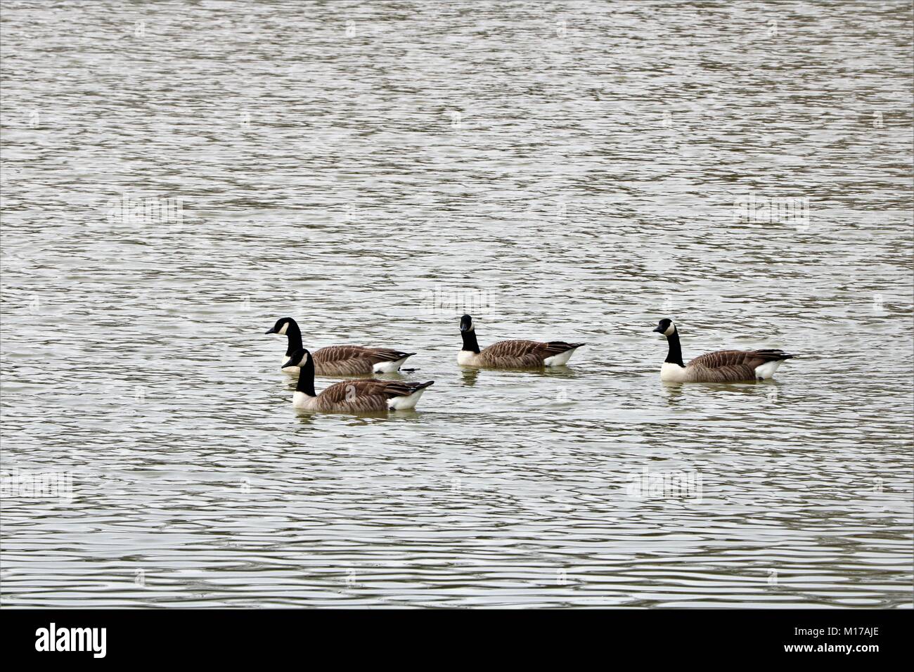 Schar Gänse auf dem Wasser Stockfoto