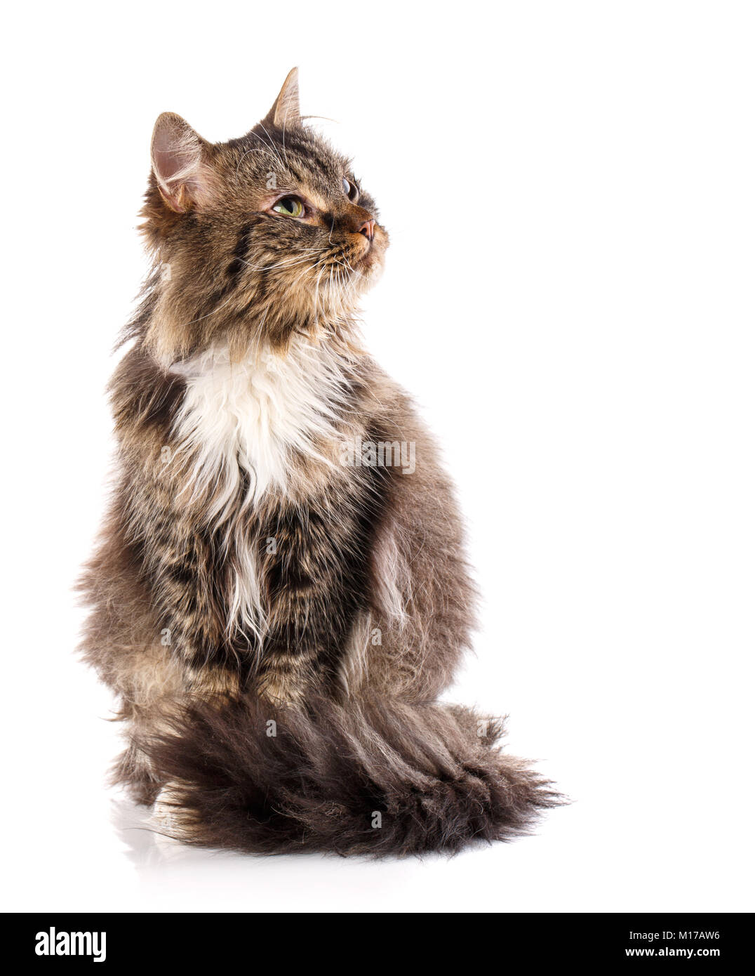 Katze ist auf weißem isoliert. Cat Poster. Kitty ohne Rasse. Stockfoto