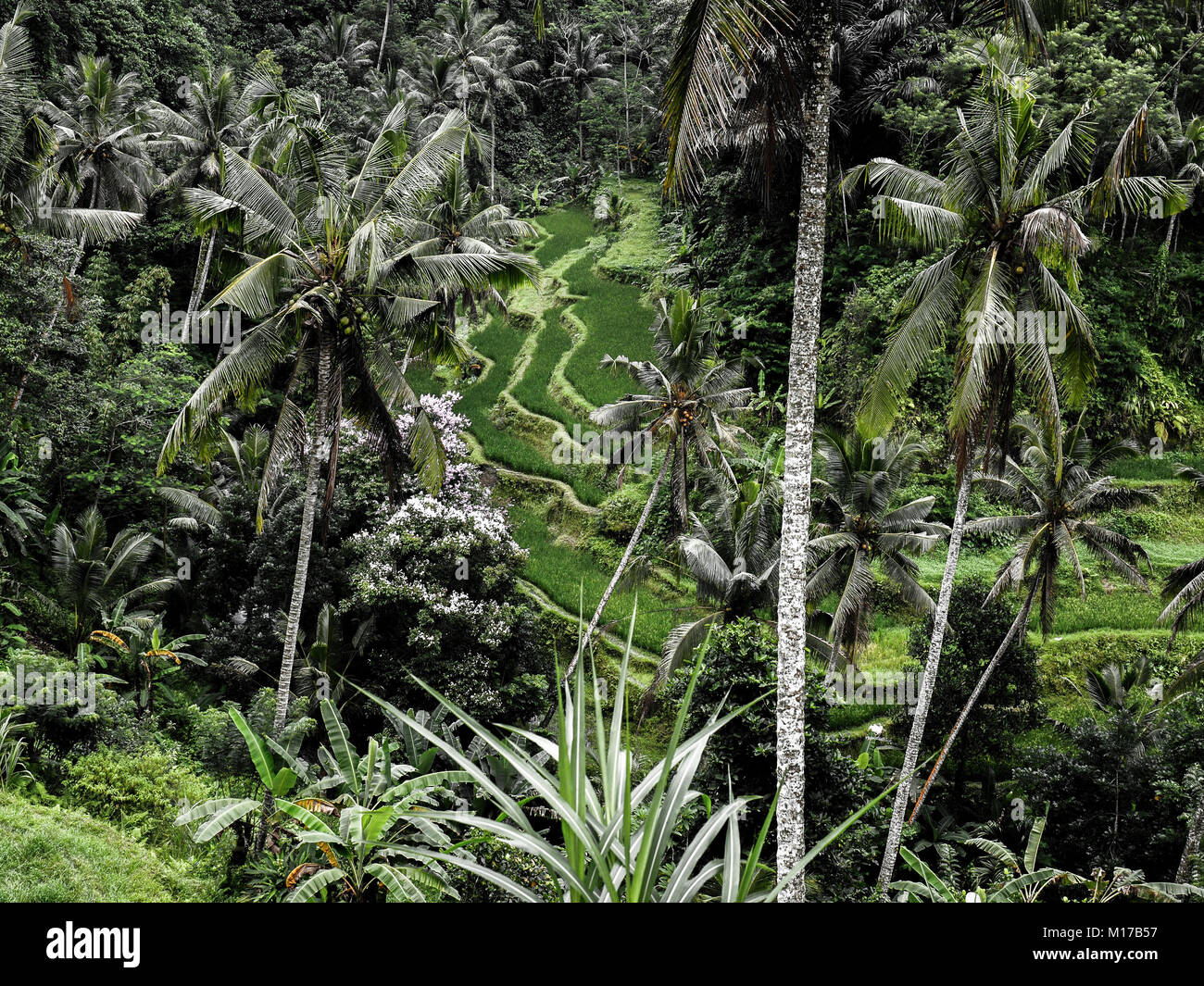 Grüne Rohreis Terrassen in der Mitte von exotischen Dschungel Wald mit Palmen Stockfoto