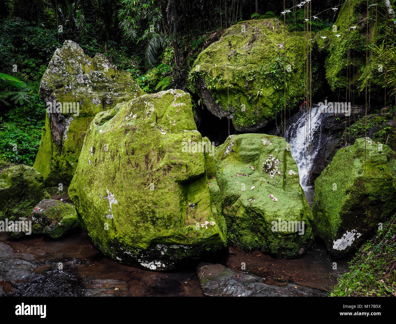 Green Moss Patches auf großen Felsen. Moos bedeckt riesigen Steinen in einem alten tropischen Wald. Konzept der Harmonie. Natur Balance. Ruhe Stockfoto