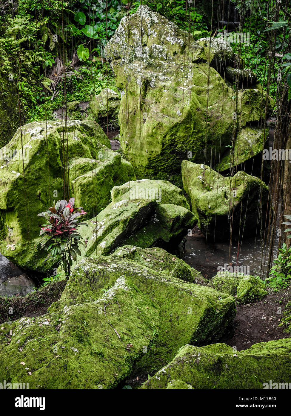 Green Moss Patches auf großen Felsen. Moos bedeckt riesigen Steinen in einem alten tropischen Wald. Konzept der Harmonie. Natur Balance. Ruhe Stockfoto