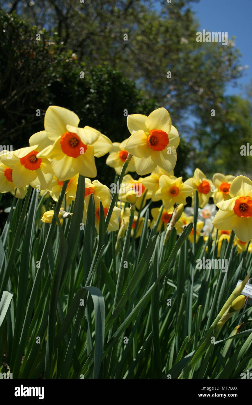 Gelbe Narzissen im Garten Stockfoto