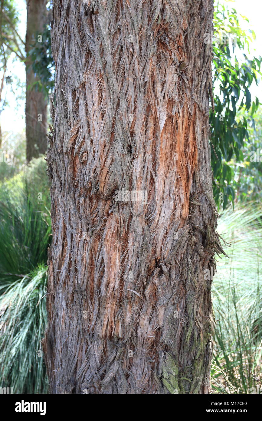 Eucaluptus globoidea oder als Weiße Stringybark bekannt ist ein Baum native zum östlichen Australien Stockfoto