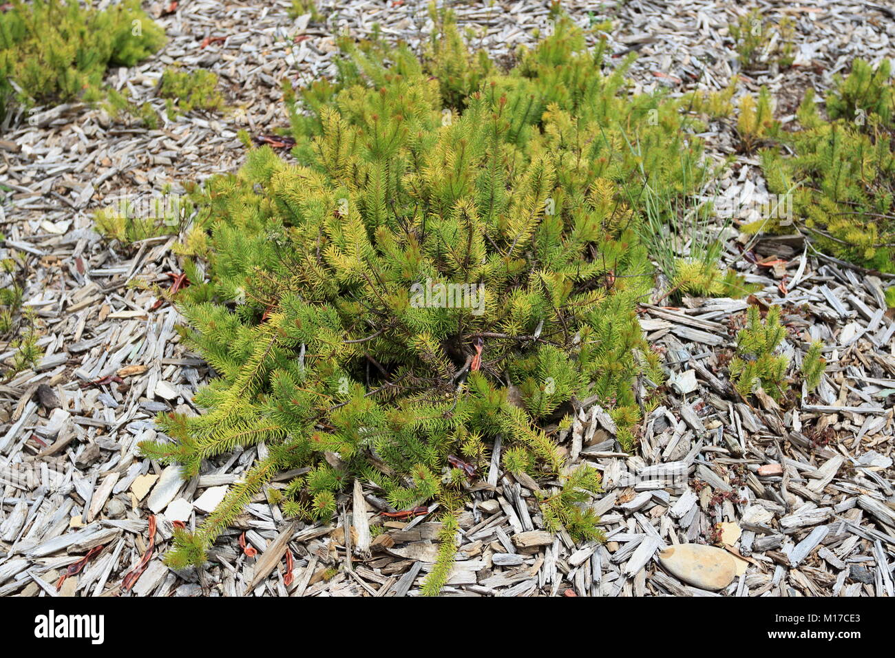 Persoonia Geebung chamaepitys oder als Niederwerfen, schleichende Geebung, Berg Geebung bekannt Stockfoto