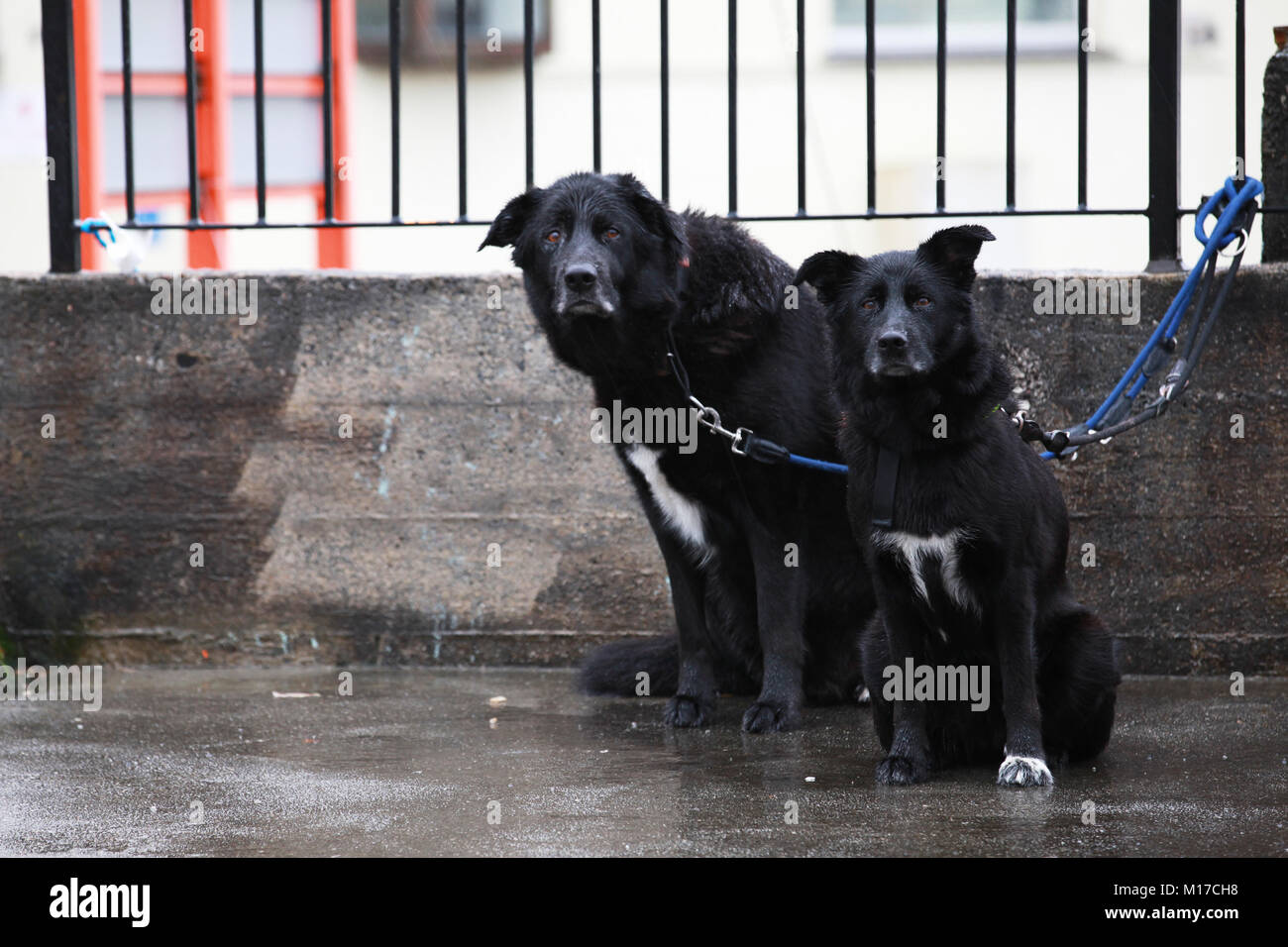 Zwei schwarze traurige Hunde warten auf die Eigentümer im Regen Stockfoto