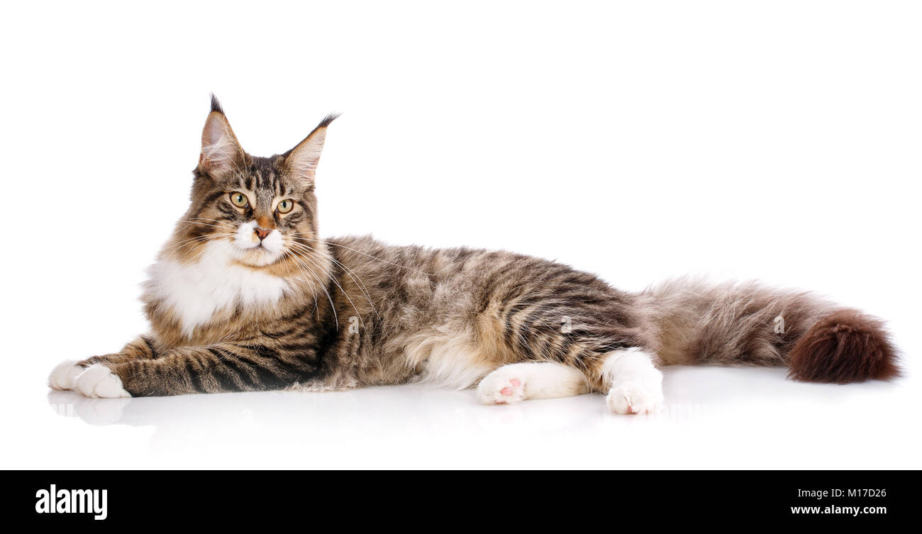 Maine Coon. Die größte Katze. Eine große Katze. Maine Coon ...