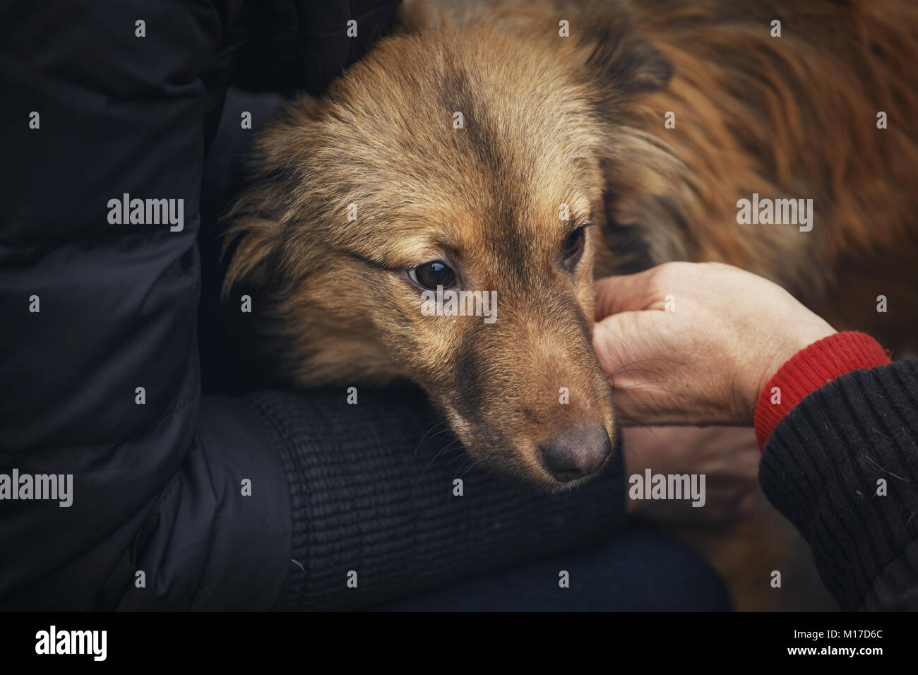 Der Tierarzt inspiziert die obdachlosen Hund. Die Hand des Tieres helfen. Das Problem der heimatlose Tiere. Stockfoto