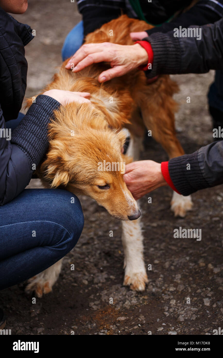 Der Tierarzt inspiziert die obdachlosen Hund. Die Hand des Tieres helfen. Das Problem der heimatlose Tiere. Stockfoto