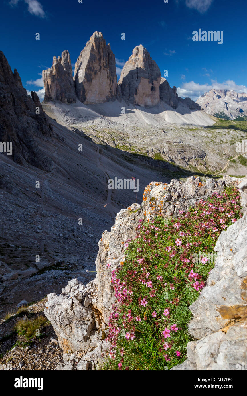 Potentilla nitida Blüten. Tre Cime di Lavaredo Gipfeln im Hintergrund. Die Drei Zinnen Nature Park. Die Dolomiten. Berglandschaft der italienischen Alpen. Stockfoto