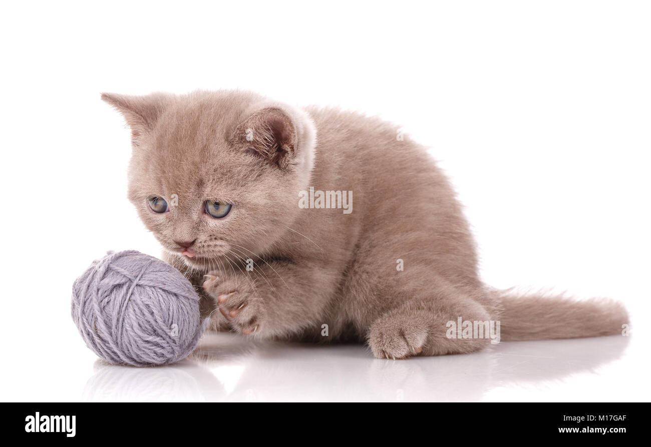Ein Kätzchen ist mit einem Ball der Threads auf einem weißen Hintergrund gespielt. Fotos sind gut als Hintergrund- oder Kalender, sowie Katzenfutter Werbung. Stockfoto