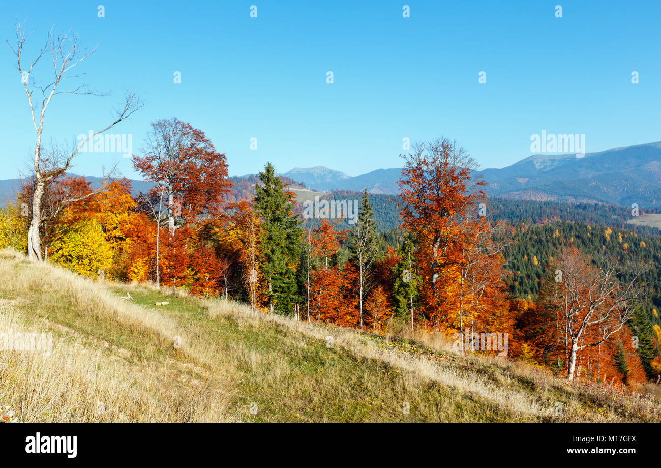 Morgen herbst Hänge (mit bunten Bäumen) der Karpaten (Yablunytskyj, Oblast Ternopil, Ukraine). Blick auf Gorgany Mountain Range. Stockfoto