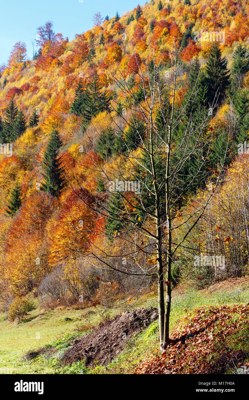 Herbst Karpaten Landschaft mit bunten gelb-orange-rot-braun Bäume am Hang (Transkarpatien, Ukraine). Stockfoto
