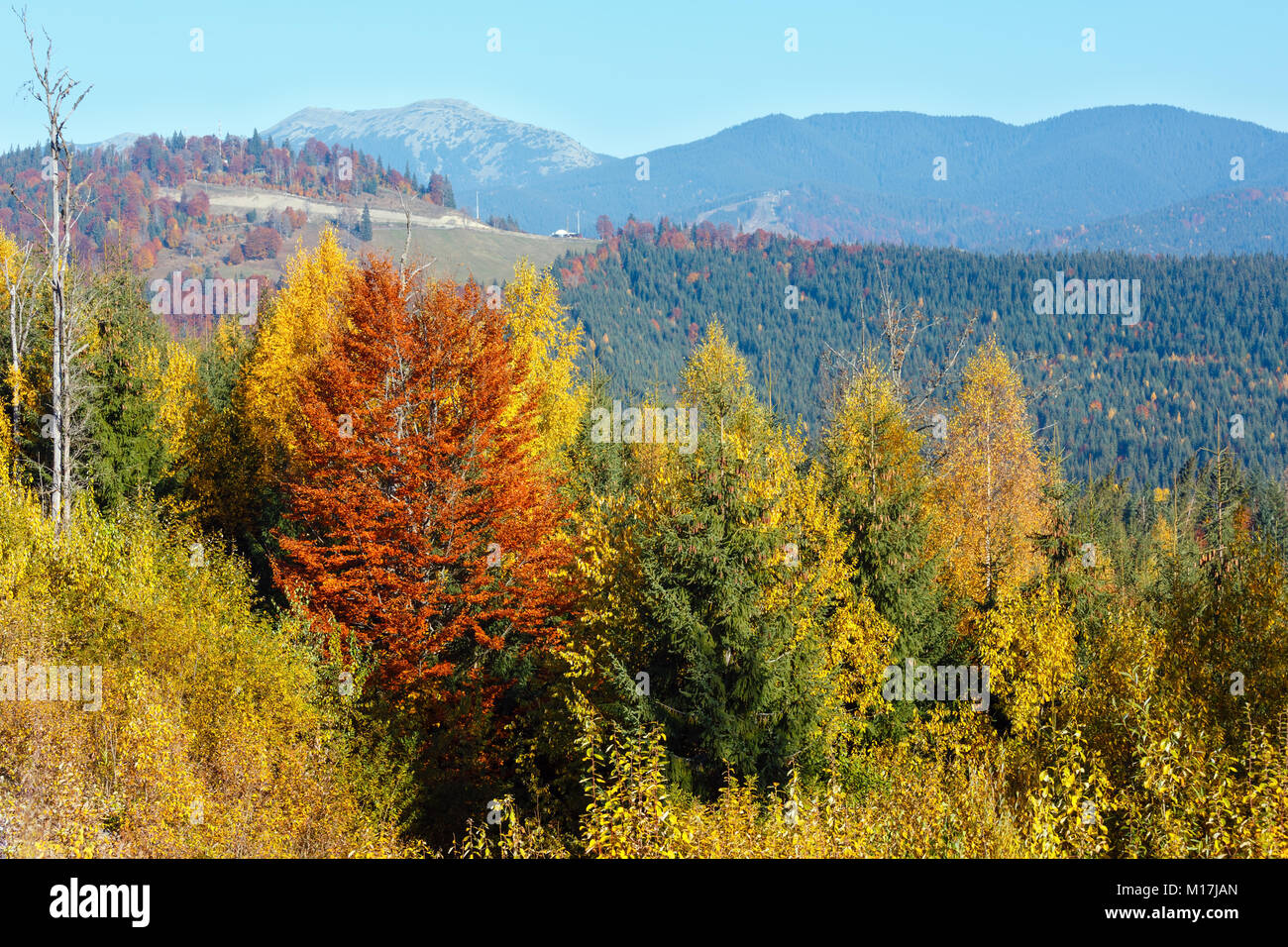 Morgen herbst Hänge (mit bunten Bäumen) der Karpaten (Yablunytskyj, Oblast Ternopil, Ukraine). Blick auf Gorgany Mountain Range. Stockfoto