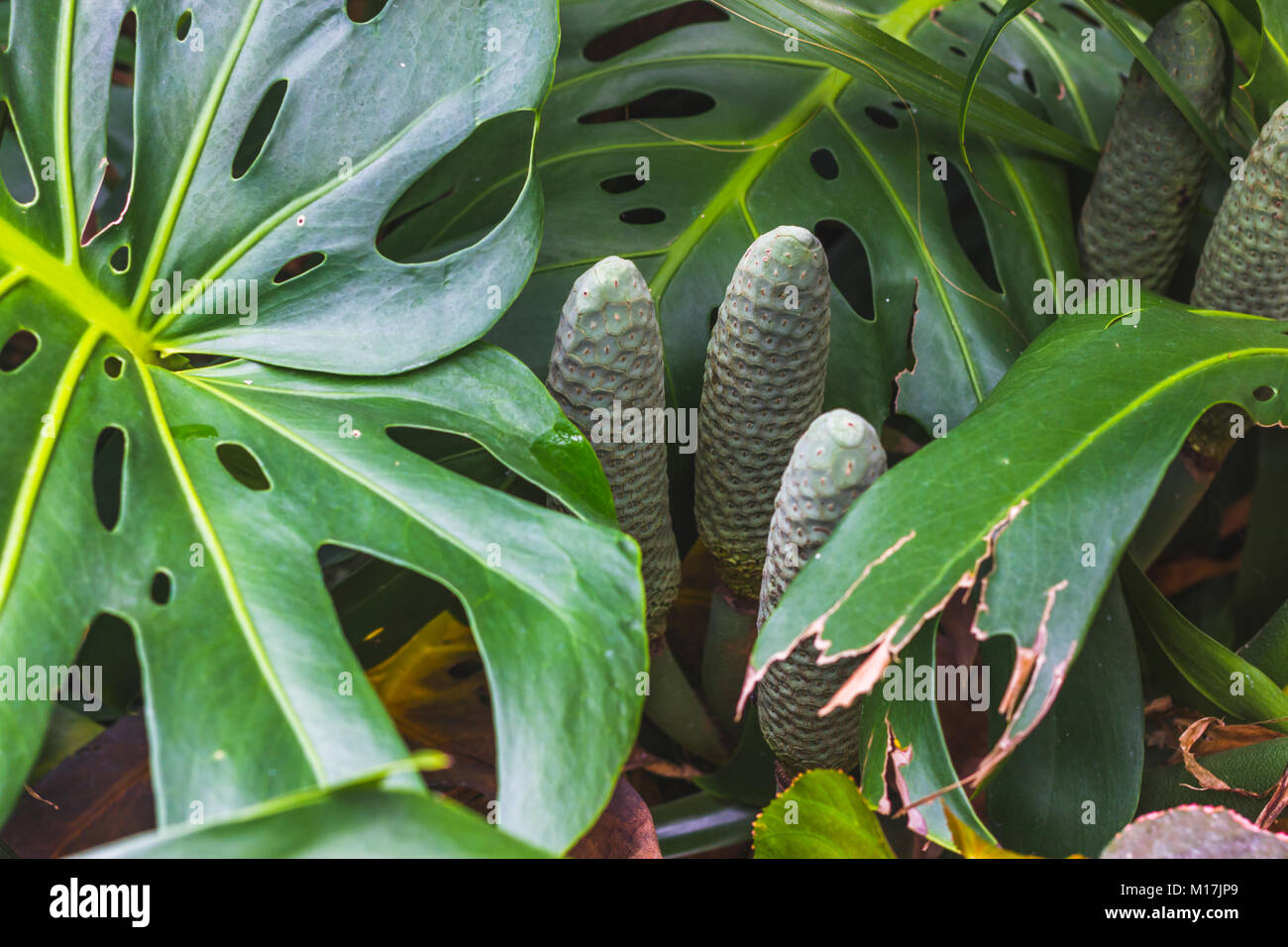 Monstera deliciosa (Monsterfrucht) - exotische grne Frchte  Stockfotografie - Alamy
