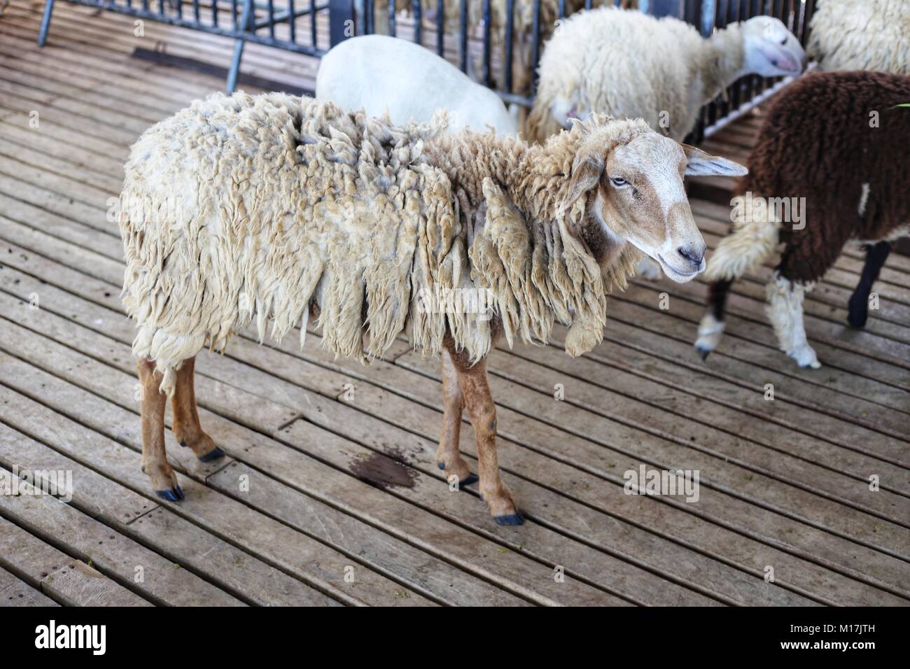 Schafe stehen auf Holzboden im Stall. Stockfoto