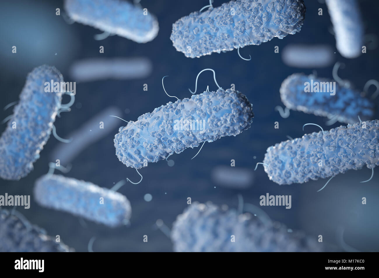 Enterobacterias. Gramnegative Bakterien Escherichia coli, Salmonellen
