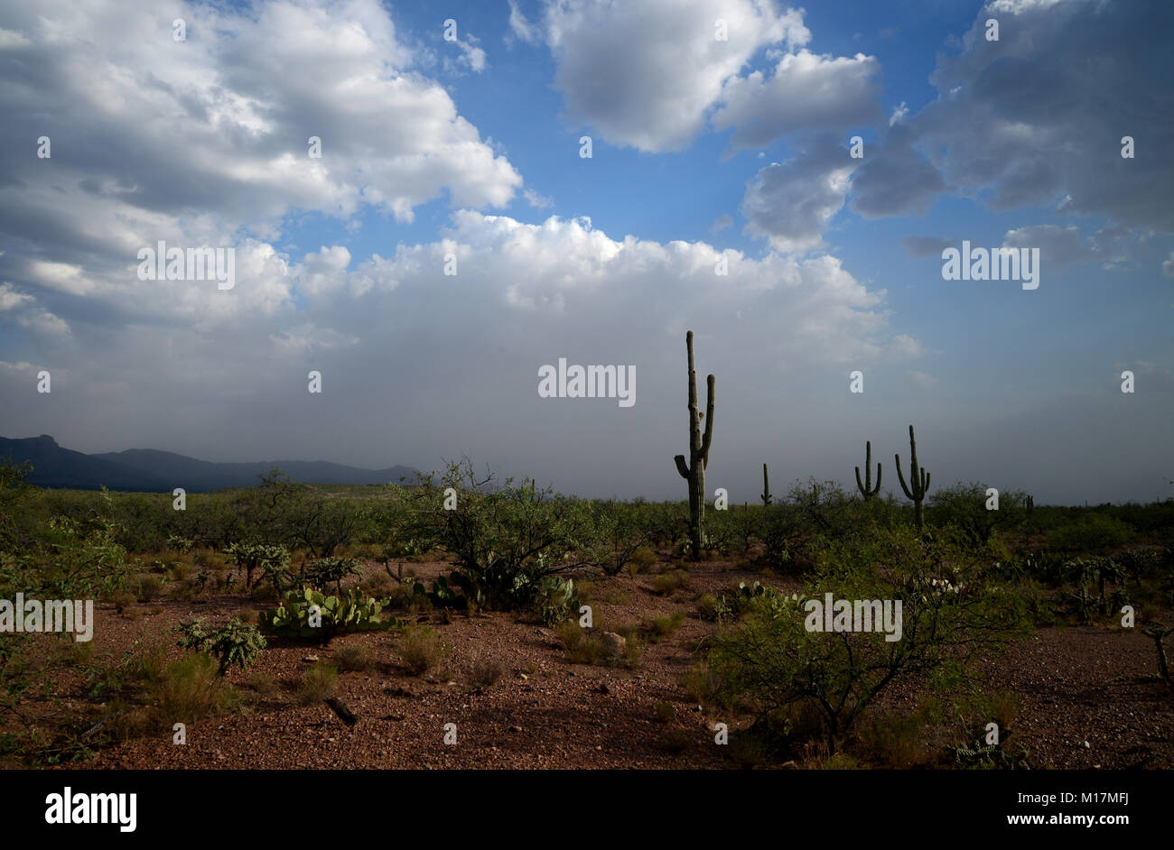 Baboquivari Berge, Sonoran Wüste, Tohono O'odham Reservierung, südöstlich von Verkauft, Arizona, USA. Stockfoto