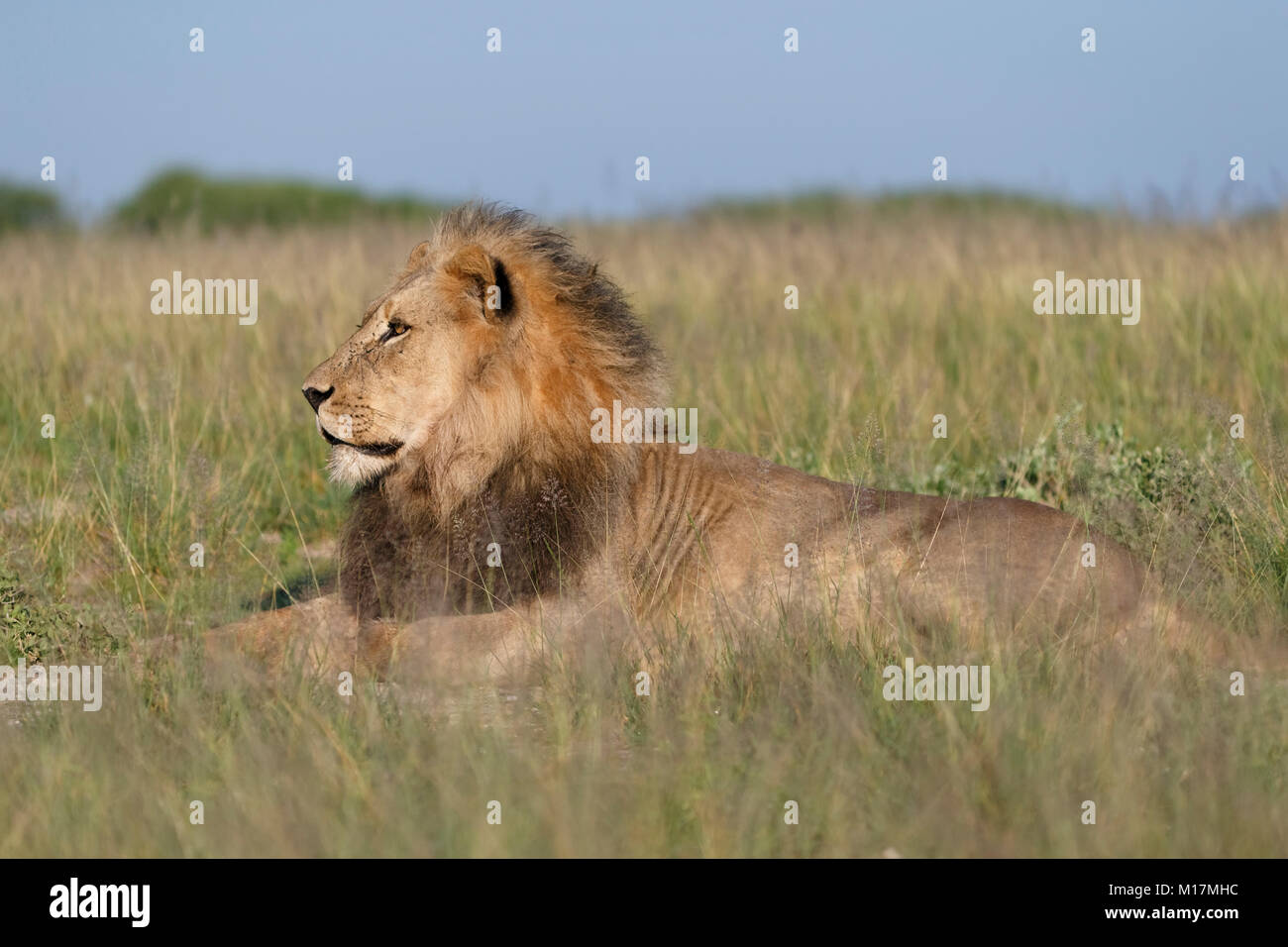 Große männliche Löwe im langen Gras in Central Kalahari Game Reserve in Botswana, auf der Suche nach Beute, um im goldenen Licht suchen Stockfoto
