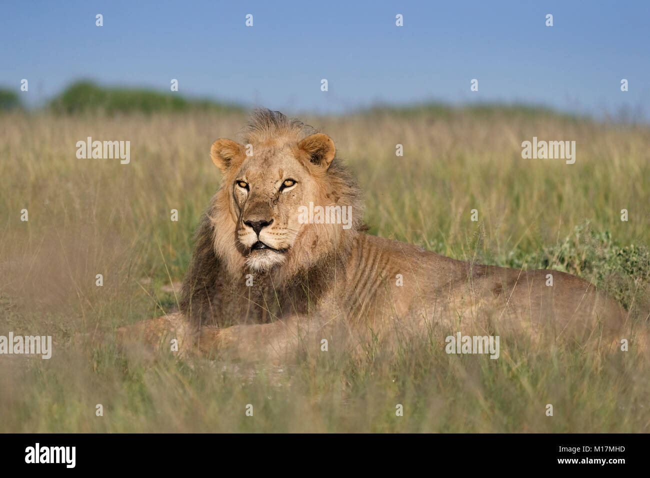 Große männliche Löwe im langen Gras in Central Kalahari Game Reserve in Botswana, auf der Suche nach Beute, um im goldenen Licht suchen Stockfoto