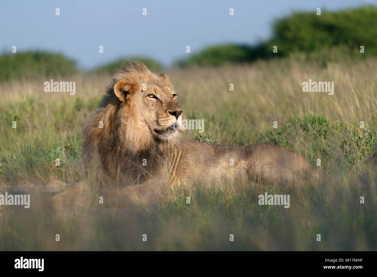 Große männliche Löwe im langen Gras in Central Kalahari Game Reserve in Botswana, auf der Suche nach Beute, um im goldenen Licht suchen Stockfoto