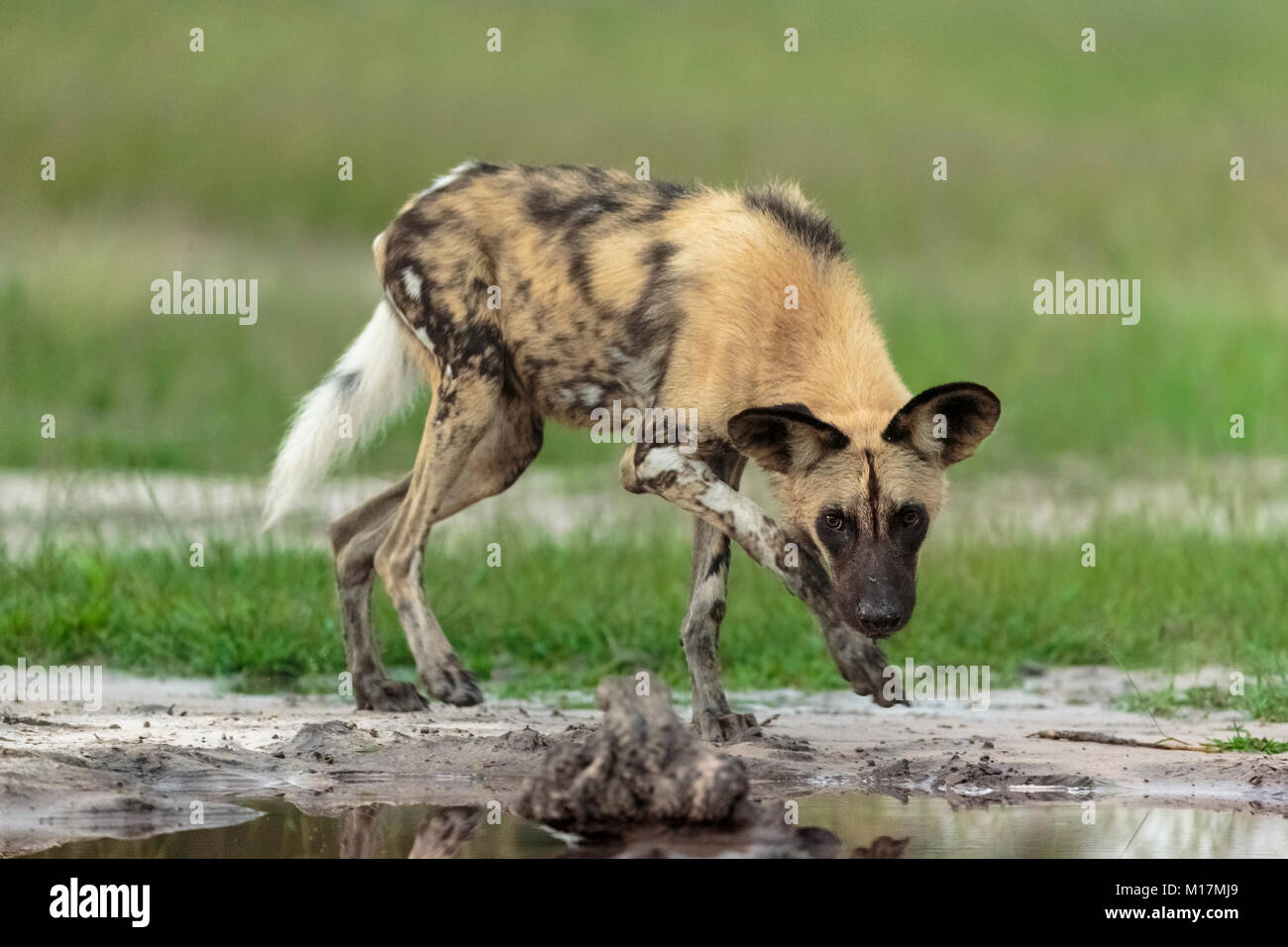 African Wild Dog oder gemalten Hund wandern Kopf nach unten Kamera entlang einer Pfütze von Wasser Stockfoto