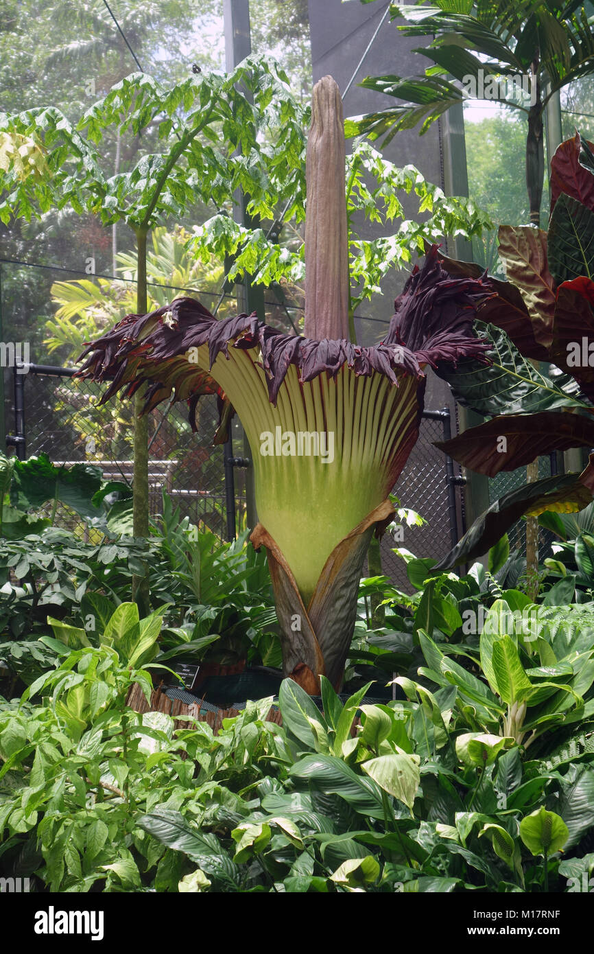 Cairns, Australien. 28. Januar 2018. Die titan Arum (Amorphophallus titanum) als "Spud" Blüten im Wintergarten des Flecker Botanic Gardens bekannt. Es ist die größte Blüte der Welt und ist auch als "Leiche Blume" für die Aas bekannt - wie Aroma zieht die Bestäubung fliegt. Credit: Suzanne Long/Alamy leben Nachrichten Stockfoto