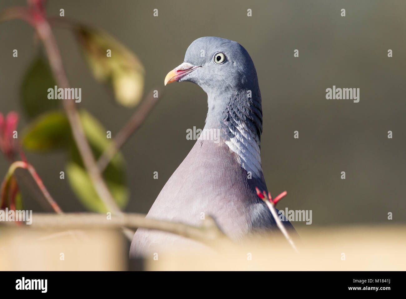 Northampton, Großbritannien, 28. Januar 2018. Vögel in einem Garten in Abington Gegend der Stadt gesehen, während die 2018 RSPB Big Garden birdwatch am Nachmittag eine woodpigeon. Columba palumbus (Columbvidae) Suchen über Zaun. Credit: Keith J Smith./Alamy leben Nachrichten Stockfoto