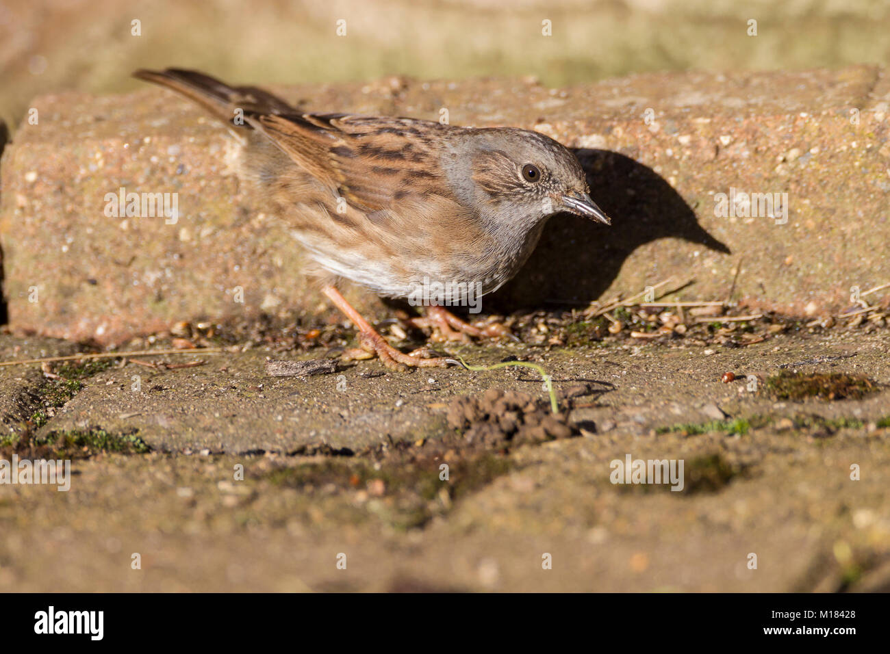 Northampton, Großbritannien, 28. Januar 2018. Vögel in einem Garten in Abington Gegend der Stadt gesehen, während die 2018 RSPB Big Garden birdwatch am Nachmittag eine Dunnock Phasianus colchicus (Prunellidae). Credit: Keith J Smith./Alamy leben Nachrichten Stockfoto