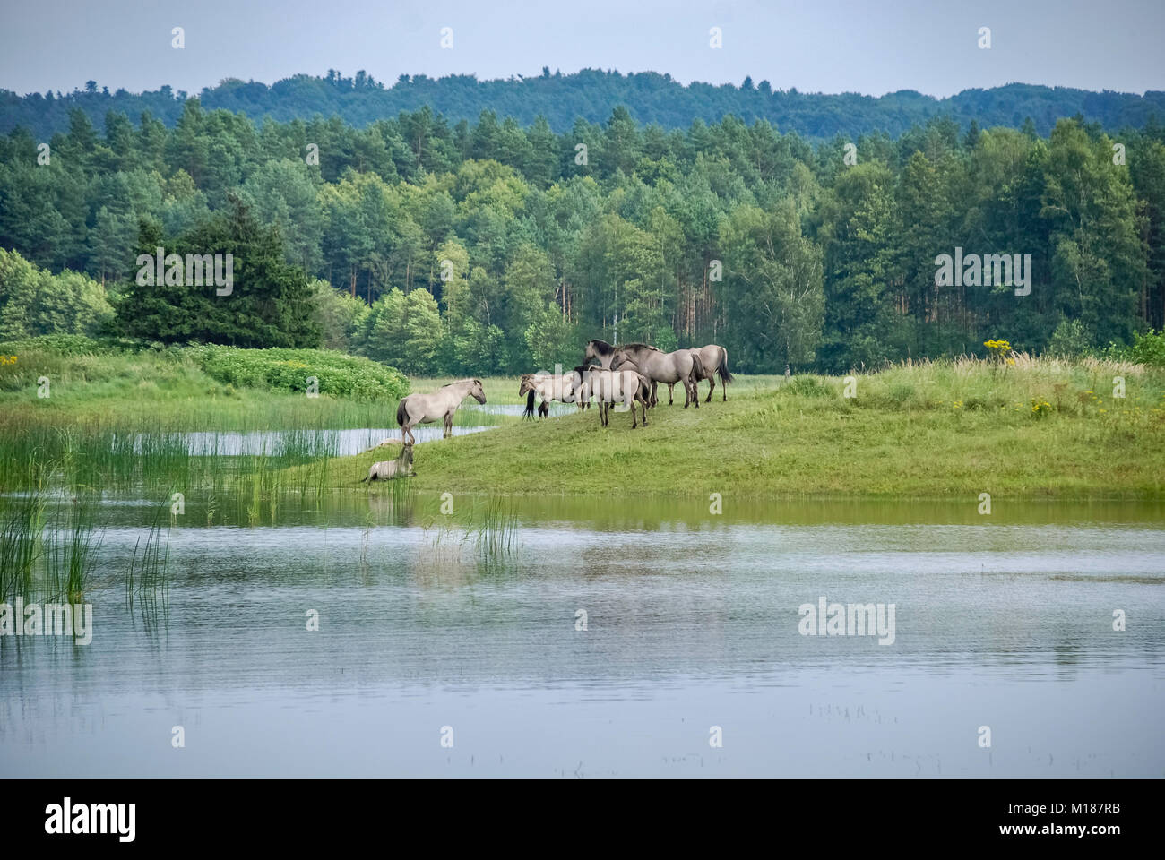 Pferde, Zwierzyniec, stawy Echo, Roztocze Nationalpark, Polen Stockfoto