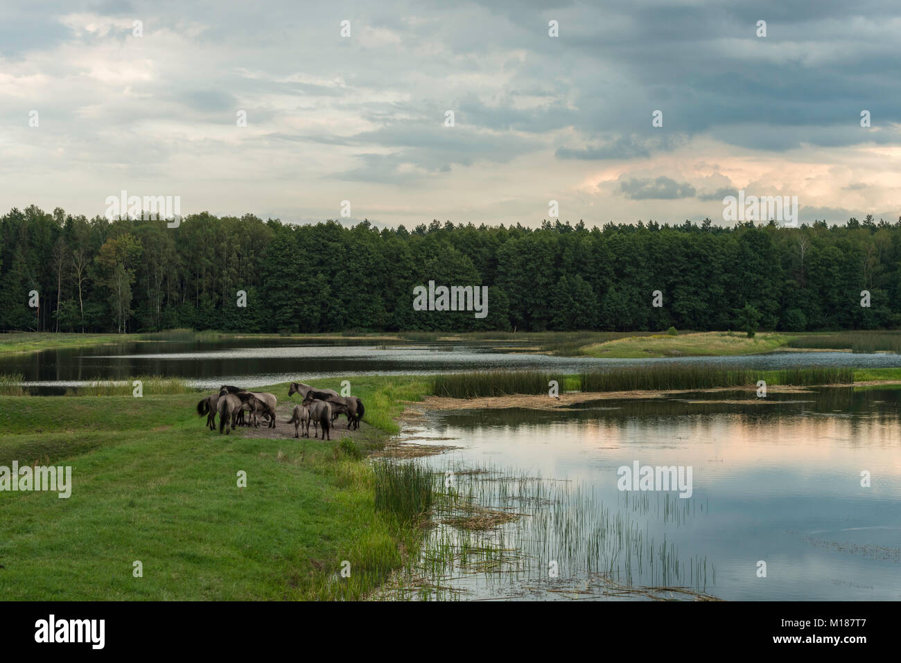 Pferde, stawy Echo, Roztocze Nationalpark, Polen Stockfoto