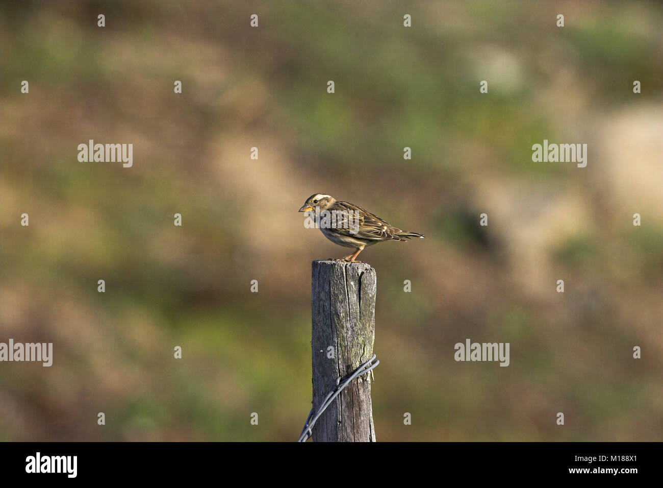 Rock sparrow Petronia petronia auf Zaun Asco Tal Naturelle Parc Regional de la Corse Korsika Frankreich Stockfoto