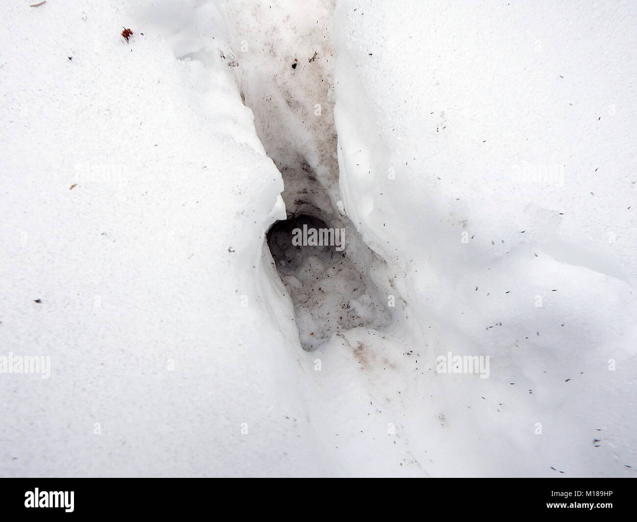 Rotwild Spur im Schnee (Cervus elaphus) Stockfoto